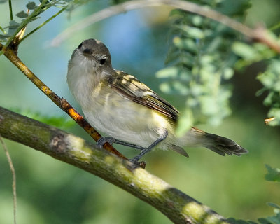 BELL'S VIREO