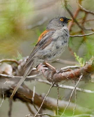 YELLOW-EYED JUNCO