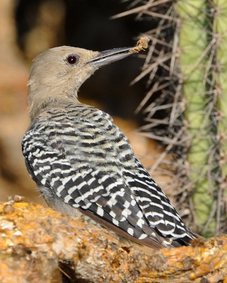 GILA WOODPECKER