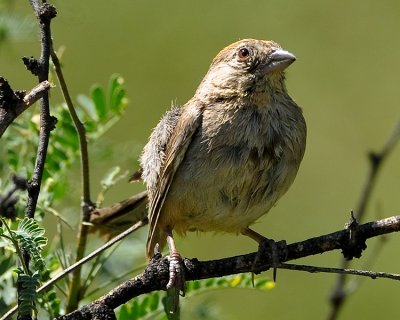 CANYON TOWHEE