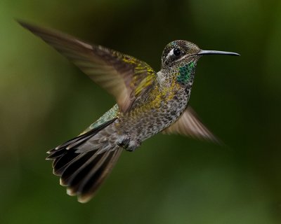 MAGNIFICENT HUMMINGBIRD