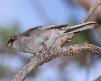 YELLOW-EYED JUNCO