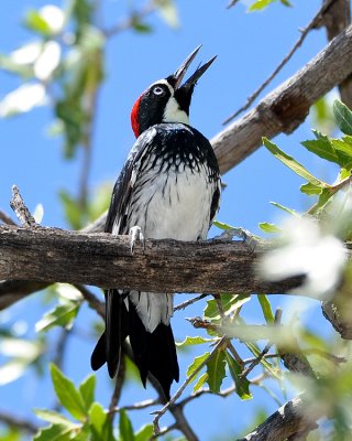 ACORN WOODPECKER
