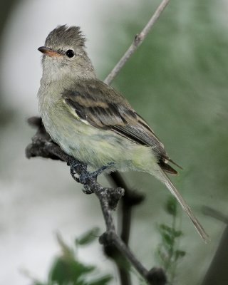 NORTHERN BEARDLESS-TYRANNULET