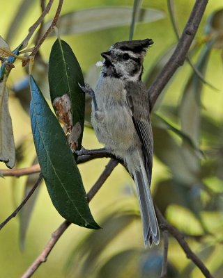 BRIDLED TITMOUSE