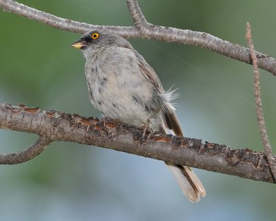 YELLOW-EYED JUNCO