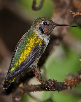 ANNA'S HUMMINGBIRD