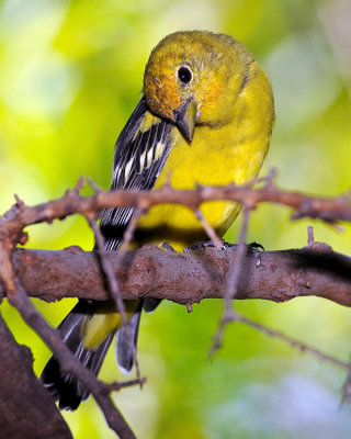 WESTERN TANAGER