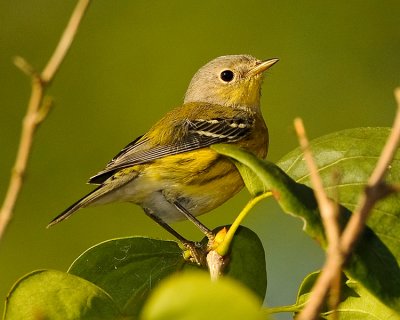 MAGNOLIA WARBLER