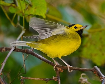 HOODED WARBLER