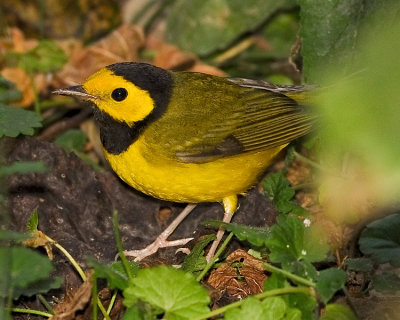 HOODED WARBLER