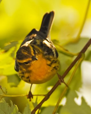 BLACKBURNIAN WARBLER