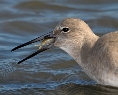 WILLET