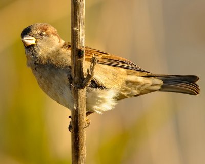 HOUSE SPARROW