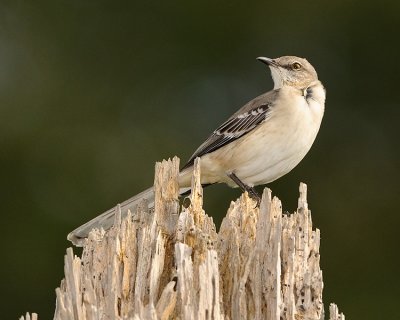 NORTHERN MOCKINGBIRD