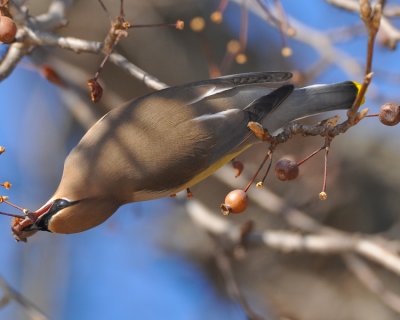 CEDAR WAXWING