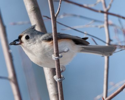 TUFTED TITMOUSE