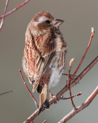 PURPLE FINCH