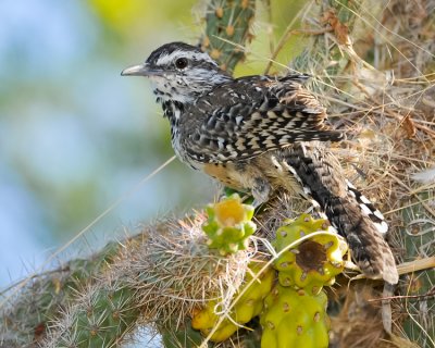 CACTUS WREN