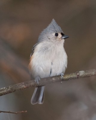 TUFTED TITMOUSE