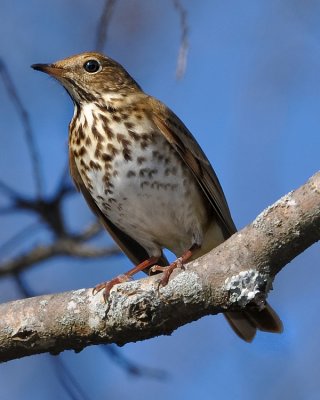 HERMIT THRUSH