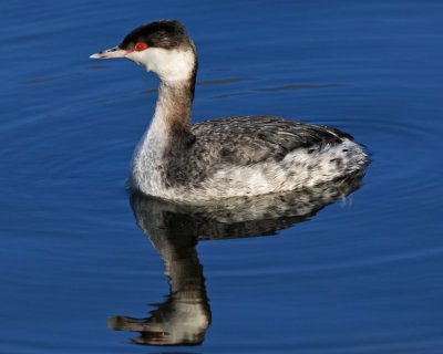 HORNED GREBE