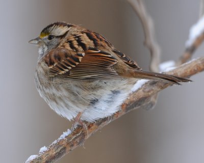 WHITE-THROATED SPARROW