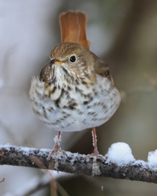 HERMIT THRUSH