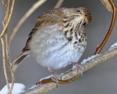 HERMIT THRUSH