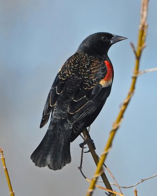 RED-WINGED BLACKBIRD