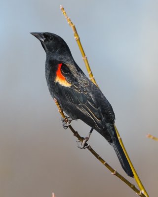 RED-WINGED BLACKBIRD
