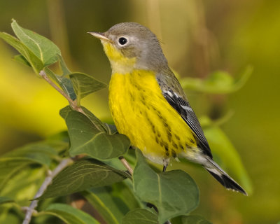 MAGNOLIA WARBLER