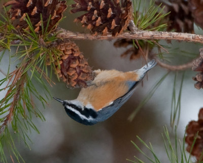 RED-BREASTED NUTHATCH