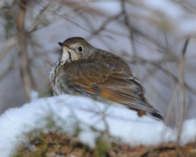 HERMIT THRUSH