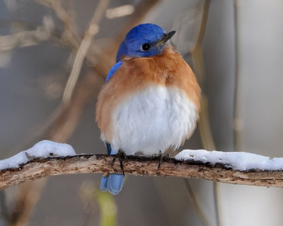 EASTERN BLUEBIRD