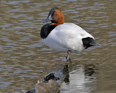 CANVASBACK