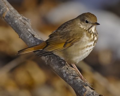 HERMIT THRUSH