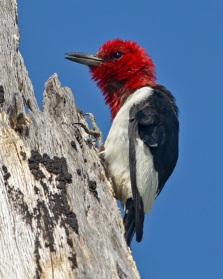 RED-HEADED WOODPECKER
