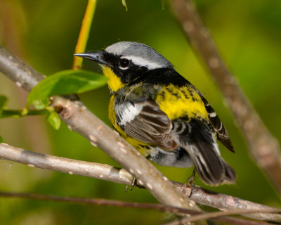 MAGNOLIA WARBLER
