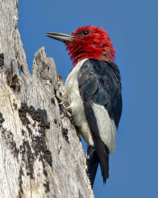 RED-HEADED WOODPECKER