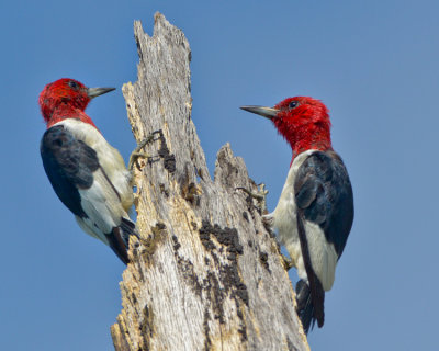 RED-HEADED WOODPECKER