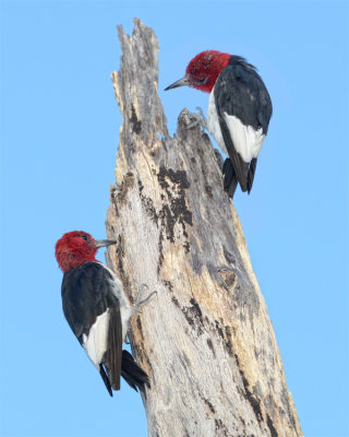 RED-HEADED WOODPECKER
