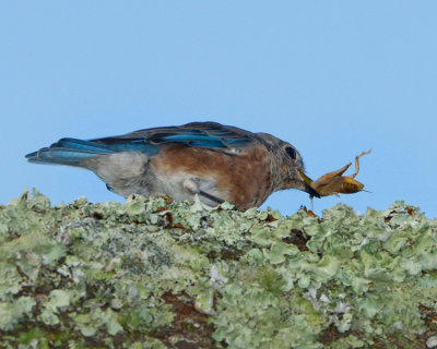 EASTERN BLUEBIRD