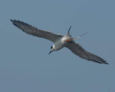 FORSTER'S TERN