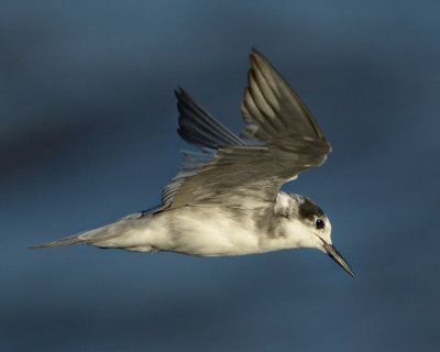 BLACK TERN