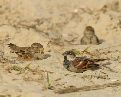 HOUSE SPARROW