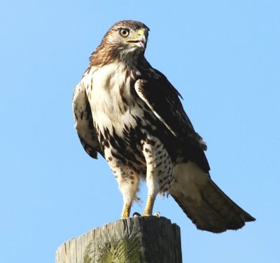 RED-TAILED HAWK