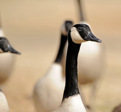 CANADA GEESE