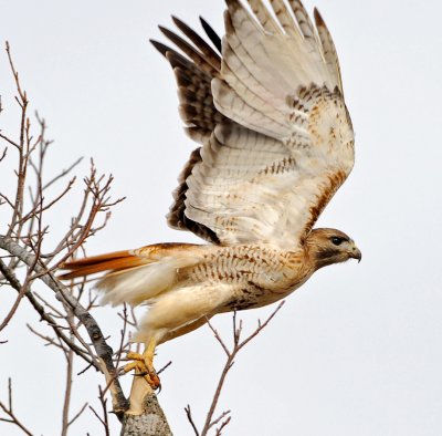 RED-TAILED HAWK