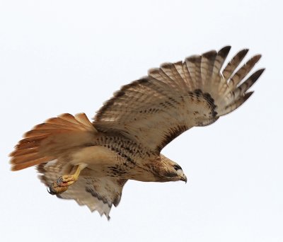 RED-TAILED HAWK